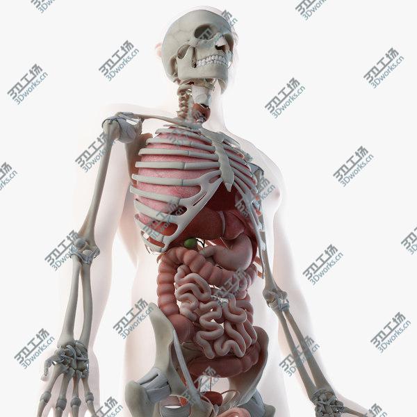 images/goods_img/20210312/Male Skin, Skeleton And Organs 3D model/1.jpg